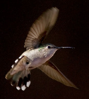 Annas Hummingbird in flight