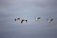4 White Pelicans