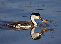 Clarks Grebe with Fish