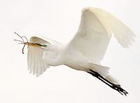 Egret with Nesting Material
