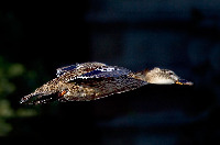 Flat Duck in flight